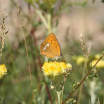 Dukatenfeuerfalter auf Sandstrohblume, DBU-Naturerbefläche Kaarzer Holz © Dr. Dominik Poniatowski